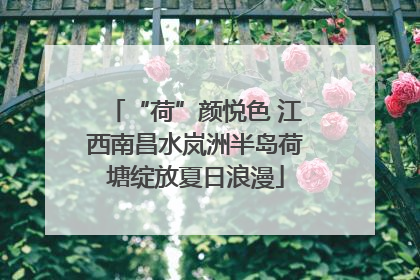 “荷”颜悦色 江西南昌水岚洲半岛荷塘绽放夏日浪漫