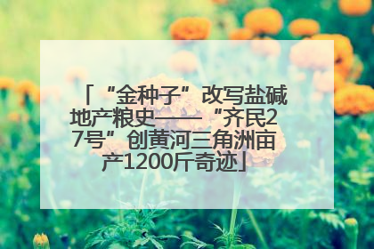 “金种子”改写盐碱地产粮史——“齐民27号”创黄河三角洲亩产1200斤奇迹