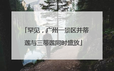 罕见，广州一景区并蒂莲与三蒂莲同时盛放