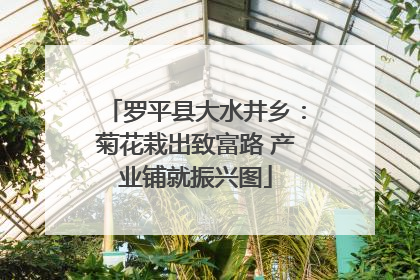 罗平县大水井乡：菊花栽出致富路 产业铺就振兴图