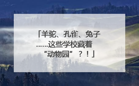 羊驼、孔雀、兔子……这些学校藏着 “动物园”？！