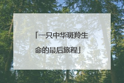 一只中华斑羚生命的最后旅程