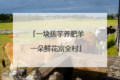 一块蕉芋养肥羊 一朵鲜花富全村