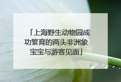 上海野生动物园成功繁育的两头非洲象宝宝与游客见面