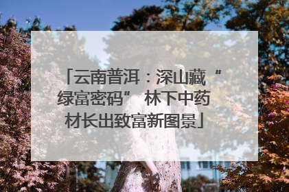 云南普洱：深山藏“绿富密码” 林下中药材长出致富新图景
