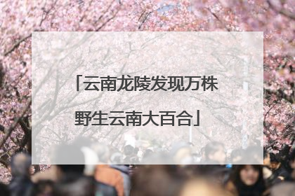 云南龙陵发现万株野生云南大百合