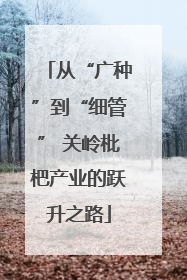 从“广种”到“细管” 关岭枇杷产业的跃升之路