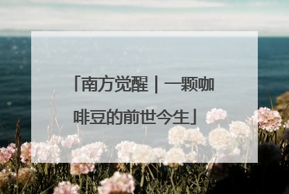 南方觉醒｜一颗咖啡豆的前世今生