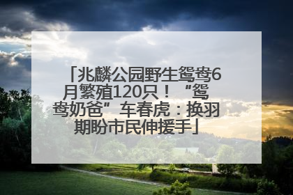 兆麟公园野生鸳鸯6月繁殖120只！“鸳鸯奶爸”车春虎：换羽期盼市民伸援手
