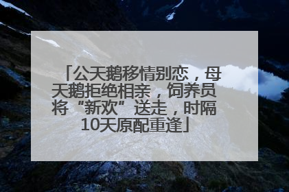 公天鹅移情别恋，母天鹅拒绝相亲，饲养员将“新欢”送走，时隔10天原配重逢
