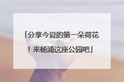 分享今夏的第一朵荷花！来杨浦这座公园吧
