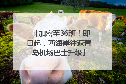 加密至36班！即日起，西海岸往返青岛机场巴士升级