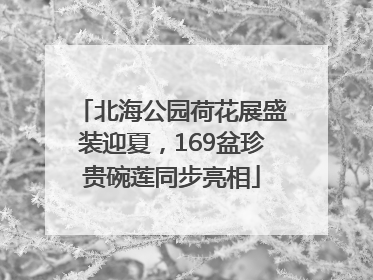北海公园荷花展盛装迎夏，169盆珍贵碗莲同步亮相