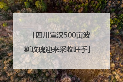 四川宣汉500亩波斯玫瑰迎来采收旺季