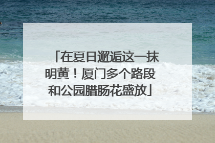 在夏日邂逅这一抹明黄！厦门多个路段和公园腊肠花盛放