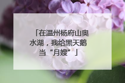 在温州杨府山奥水湖，我给黑天鹅当“月嫂”