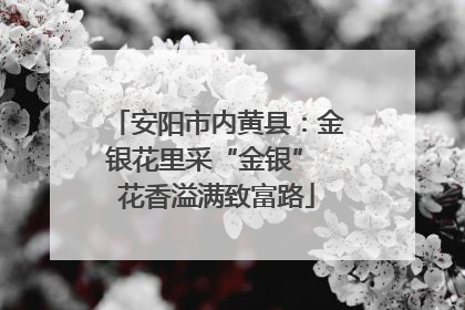 安阳市内黄县：金银花里采“金银” 花香溢满致富路