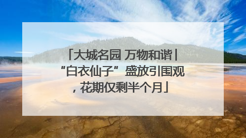 大城名园 万物和谐│“白衣仙子”盛放引围观，花期仅剩半个月