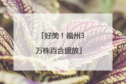 好美！福州3万株百合盛放