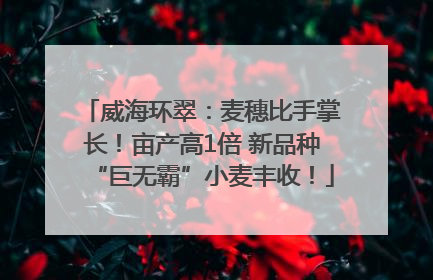 威海环翠：麦穗比手掌长！亩产高1倍 新品种“巨无霸”小麦丰收！