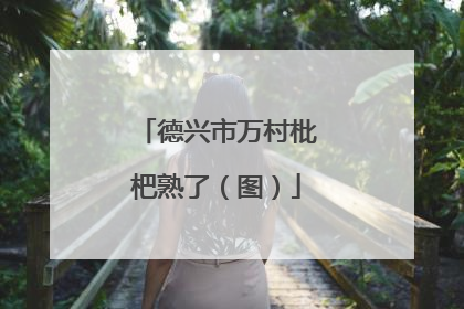 德兴市万村枇杷熟了（图）
