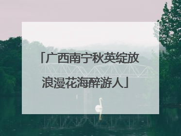 广西南宁秋英绽放 浪漫花海醉游人