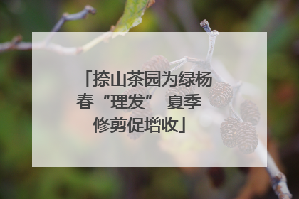捺山茶园为绿杨春“理发” 夏季修剪促增收