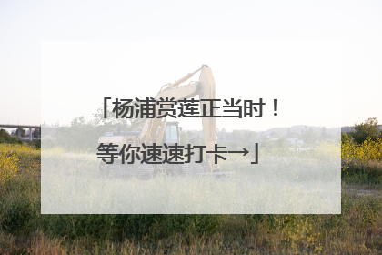 杨浦赏莲正当时！等你速速打卡→