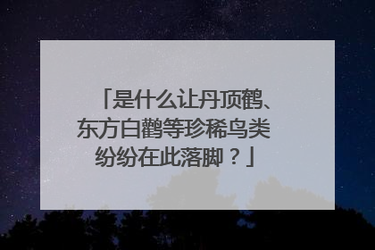 是什么让丹顶鹤、东方白鹳等珍稀鸟类纷纷在此落脚？