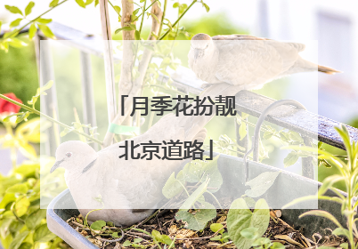 月季花扮靓北京道路