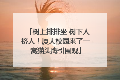 树上排排坐 树下人挤人！厦大校园来了一窝猫头鹰引围观