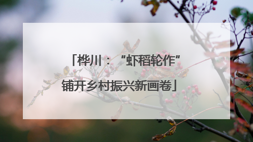桦川：“虾稻轮作”铺开乡村振兴新画卷