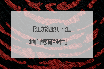 江苏泗洪：湿地白鹭育雏忙