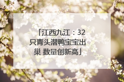 江西九江：32只青头潜鸭宝宝出巢 数量创新高