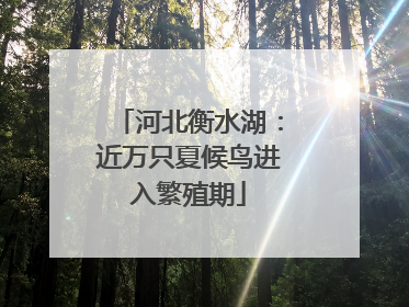 河北衡水湖：近万只夏候鸟进入繁殖期