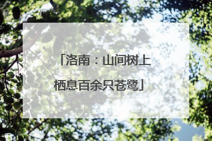 洛南：山间树上栖息百余只苍鹭