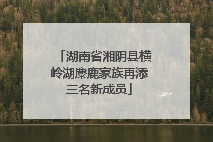 湖南省湘阴县横岭湖麋鹿家族再添三名新成员