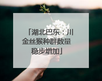 湖北巴东：川金丝猴种群数量稳步增加