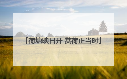 荷塘映日开 赏荷正当时