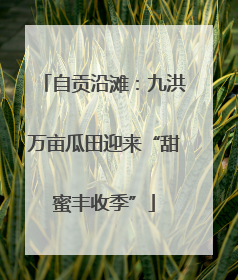 自贡沿滩：九洪万亩瓜田迎来“甜蜜丰收季”