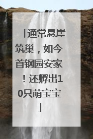 通常悬崖筑巢，如今首钢园安家！还孵出10只萌宝宝