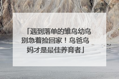 遇到落单的雏鸟幼鸟别急着捡回家！鸟爸鸟妈才是最佳养育者