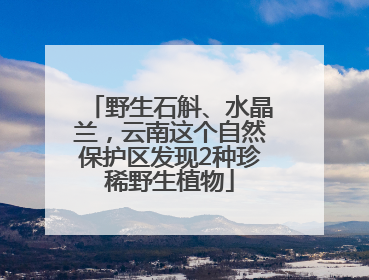 野生石斛、水晶兰，云南这个自然保护区发现2种珍稀野生植物