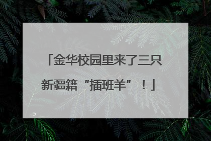 金华校园里来了三只新疆籍“插班羊”！
