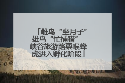 雌鸟“坐月子”雄鸟“忙捕猎” 峡谷旅游路栗喉蜂虎进入孵化阶段