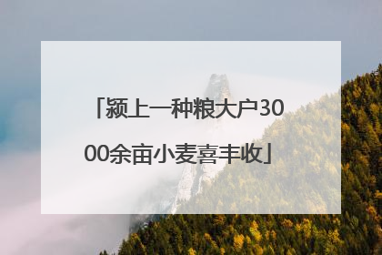 颍上一种粮大户3000余亩小麦喜丰收