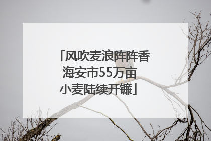 风吹麦浪阵阵香 海安市55万亩小麦陆续开镰