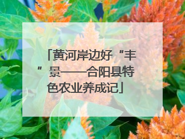 黄河岸边好“丰”景——合阳县特色农业养成记